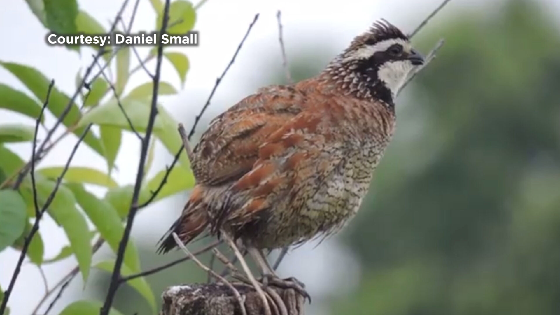 A New Haven: How a Talbot County Farm Could Restore Quail Population Numbers